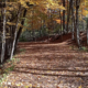 A fall trail in Northhampton Park