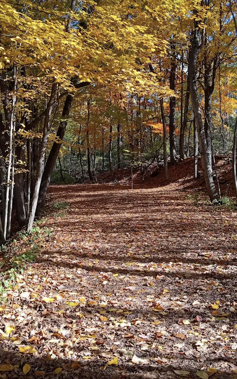 A fall trail in Northhampton Park